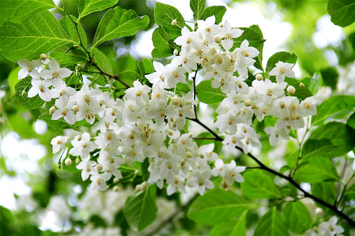 野茉??1.jpg 野茉??1.jpg