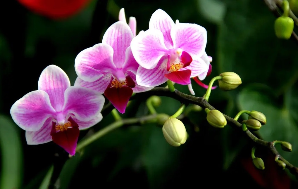 蝴蝶??1.jpg 蝴蝶??1.jpg