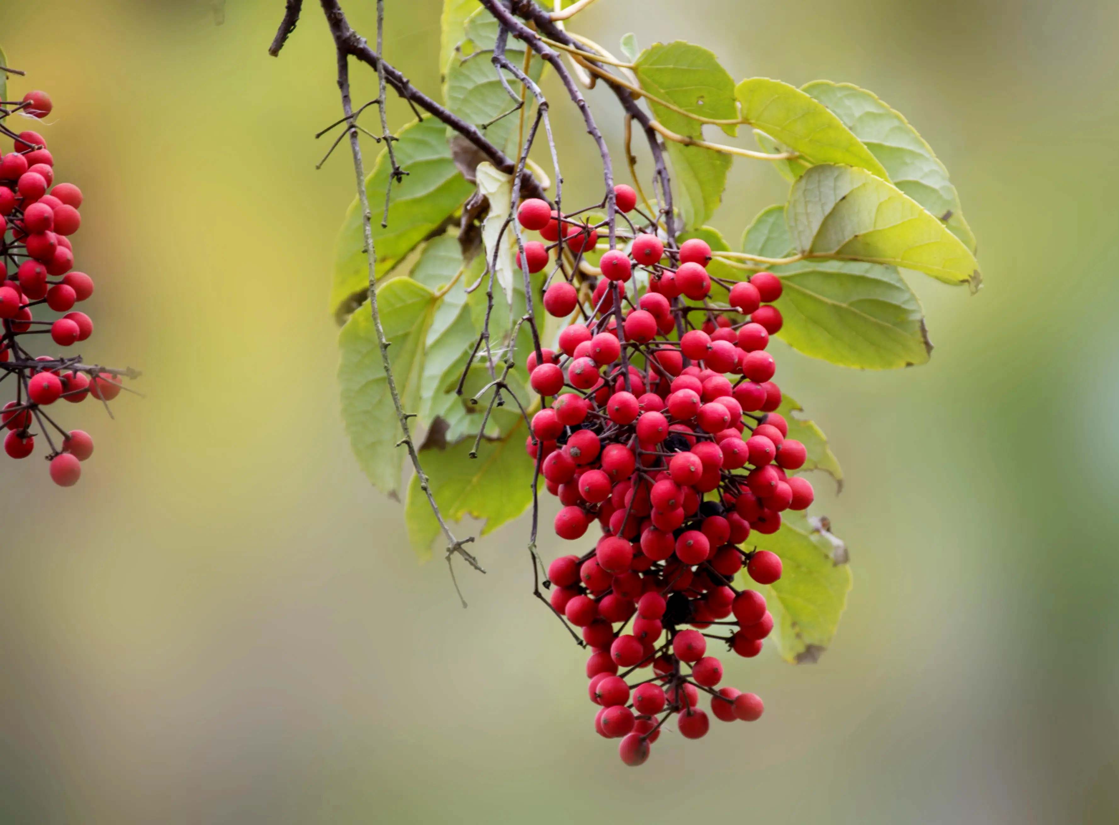 山桐??1.jpg 山桐??1.jpg