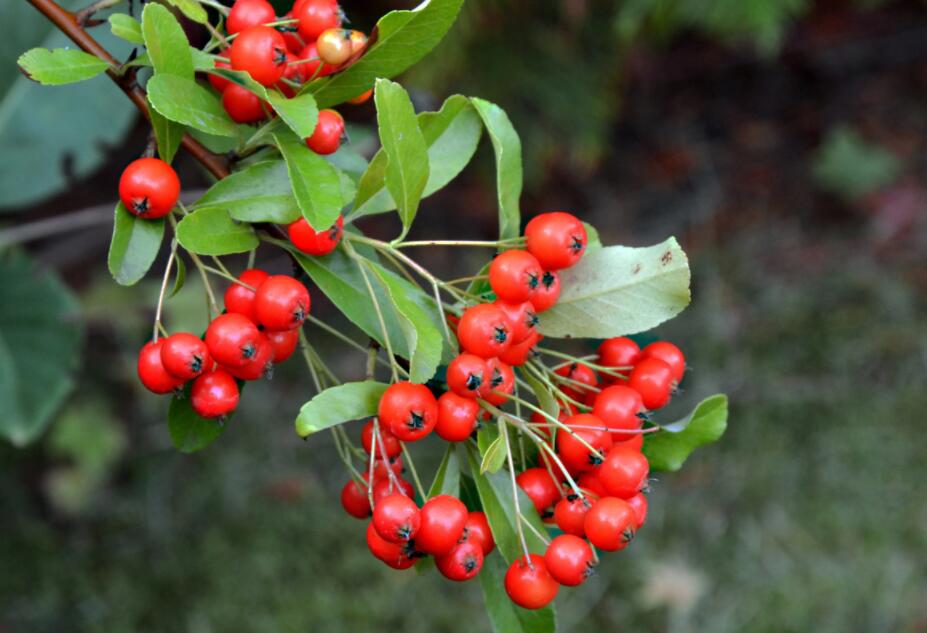 冬青11.jpg 冬青11.jpg