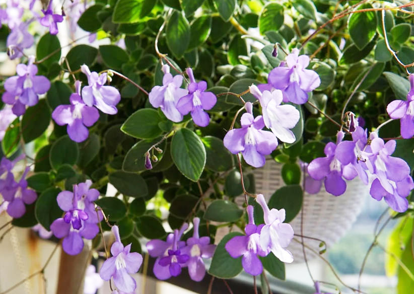 海豚??1.jpg 海豚??1.jpg